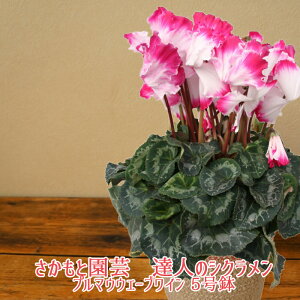 y\tzv}EF[uC VNyŌzyւЂЂOf[VzƉ| Bl̃VN  A Mtgyf̃v}EF[uCz