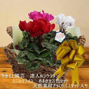 y7܂ł̂͑zVNc ~jVN K[fVN oXPbgt Ɖ|@Bl̃VN@@A@Mtg@~jVNy 3