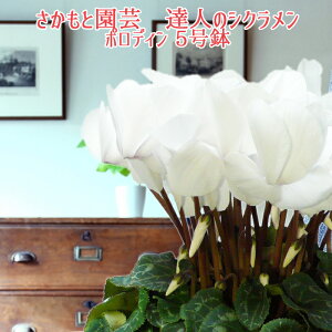 y\tzpXe{fB VNyYVNt[zƉ| Bl̃VN  A Mtgy̌@|fBzΕ N i NX}Xv