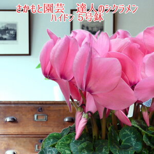 y\tzpXenCh Ε NX}X VNyYVNt[zƉ| Bl̃VN  A Mtgy̌@nChzΕ N i 