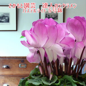 y\tzpXeCg VNyYVNt[zƉ| Bl VN  A Mtgy̌ CgzΕ N i NX}Xv[g 