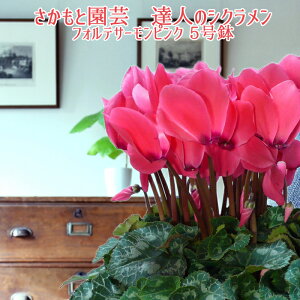 y\tzpXetHeT[sN Ε NX}X VNyYVNt[zƉ| Bl̃VN AMtgy̌tHeT[s