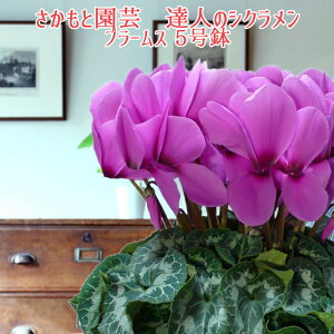 y7܂ł̂͑zpXeu[X Ε NX}X VNyŌzƉ| Bl̃VN  A Mtgy̌@u[Xz