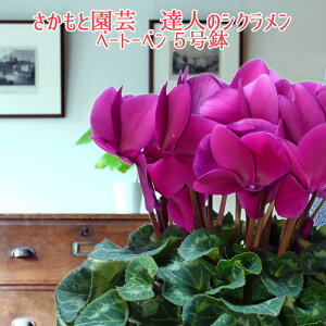 y\tzpXex[g[x VNyYVNt[zƉ| Bl̃VN@ A Mtgy̌@x[g[xzΕ N i NX}