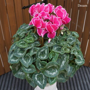 JԔ 6VN 傫 󏭕iI JԒ͒ő jLt[  A MtgyґVN6z7킩Iׂ Ε N i NX}X 