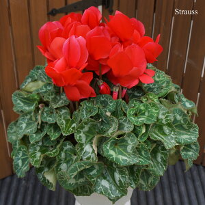 JԔ VN 6  傫  Jn JԒ͒ő jLt[  A MtgyґVN6z7킩Iׂ Ε N i NX}