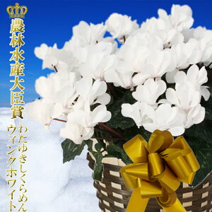 y7܂ł̂͑zEBNzCg (ق̂sNF܂)VN A Mtg y悠zȐVN _ѐYb A Ɖ| B