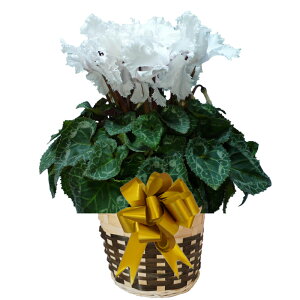 y7܂ł̂͑zÂɊ肻 VN pXesAzCgEF[usAzCg rAJzCg tWzCg EBNzCg Ɖ|