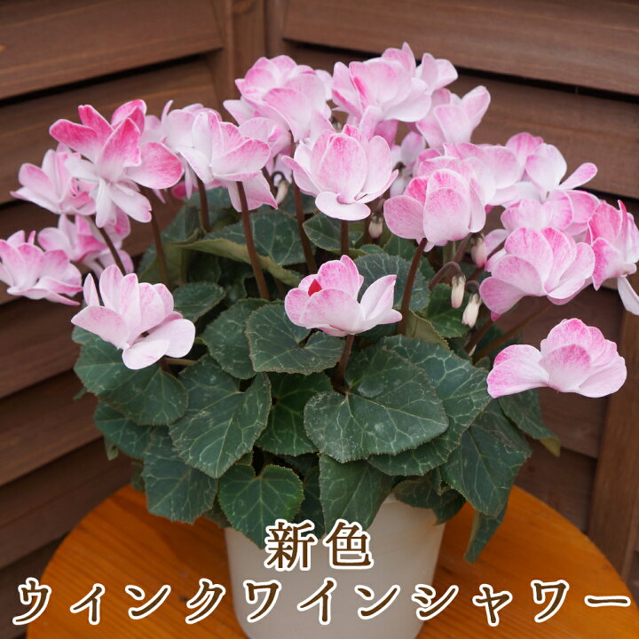 楽天市場】ウィンク 花粉の出ないシクラメン 春まで長持ち 