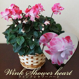 y\tzƉ|̐ViVN  Mtgy悠zEBNEpXe Bl̃VN  A Mtg j v[g i NX}X Ε  ~