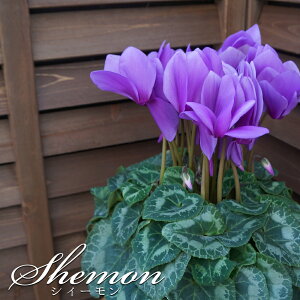 y\tzܕiAeBIV[Y yVB[z VN Ɖ| Bl̃VN  A Mtg Ε N i o^C   yY