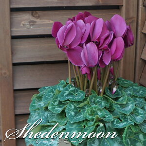 y\tzܕiAeBIV[Y yV[f[z VN Ɖ| Bl̃VN  A Mtg Ε N i o^C   yY