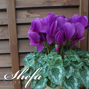 y\tzܕiAeBIV[Y yVBt@[z VN Ɖ| Bl̃VN  A Mtg Ε N i o^C   yY