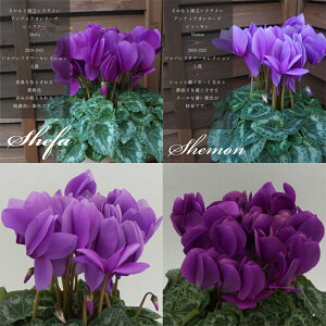 y7܂ł̂͑zVNi킨܂ FI\IVbvɂkB rAJ v}EF[u EF[u tW pXe pXeV[ 