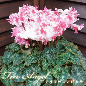 y\tzVN Vit@C[GWF Ɖ|@Bl̃VN@@A@Mtg@zCg@p[@Ε@N@i@NX}Xv[