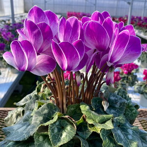 y\tzAeBIV[YVFytHVBzVN 8܂ł̒ Ɖ| Bl̃VN  A Mtg Ε N i o