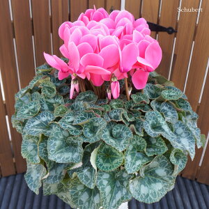 JԔ 6VN 傫 󏭕iI JԒ͒ő jLt[  A MtgyґVN6z7킩Iׂ Ε N i NX}X 