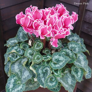 JԔ VN 6  傫  Jn JԒ͒ő jLt[  A MtgyґVN6z7킩Iׂ Ε N i NX}