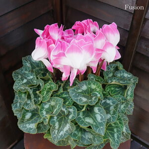 JԔ 6VN 傫 󏭕iI JԒ͒ő jLt[  A MtgyґVN6z7킩Iׂ Ε N i NX}X 