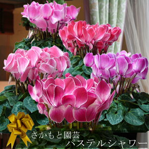 y7܂ł̂͑zpXeV[sNn Ε NX}X VNyʖ͗lzƉ| Bl̃VN  A Mtg Ε N