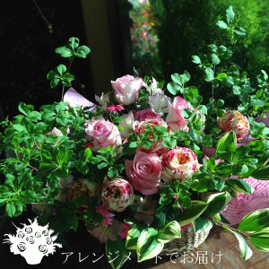 yt[Xg@^z ԃAWgEu[P t[A[eBXgi oƃJ[l[V y026za@\@j@ԑ