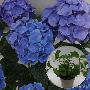 @ZAu[@󏭂c@2N@yZAu[c؁z@5@@AWTC@zԁ@ԔA@ԁ@@Ɖ|@^OtKi