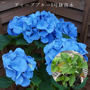 @fB[vu[@󏭂c@2N@yfB[vu[c؁z@5@@AWTC@zԁ@ԔA@ԁ@@Ɖ|@^OtKi