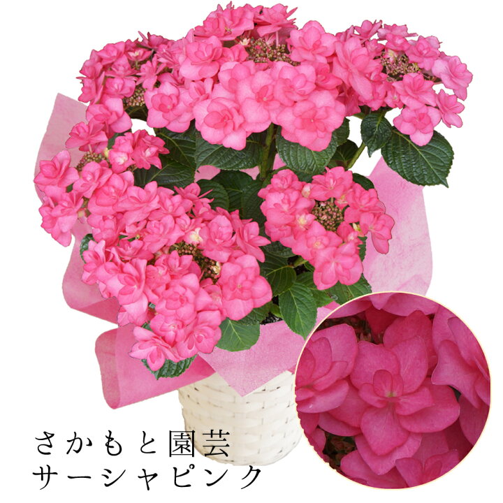 楽天市場 22あじさい鉢植え サーシャピンク 朝8時まで注文で即日発送 さかもと園芸 達人のあじさい 動画で見れる 母の日 送料無料 紫陽花 アジサイ 花鉢植え 鉢花 ギフト プレゼント 群馬の鉢花 ポージィブーケシリーズ 群馬の鉢花ギフト カオプストア