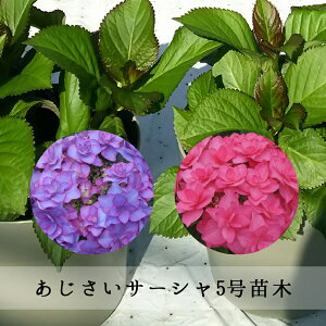 アジサイ 鉢植え 5号 生花の人気商品 通販 価格比較 価格 Com