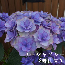 楽天市場 秋色アジサイの通販