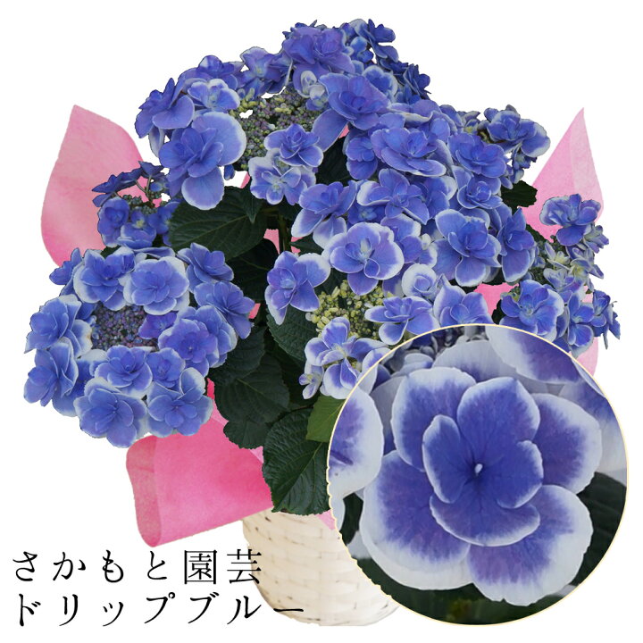 楽天市場 23 あじさい鉢植え ドリップブルー5号鉢 さかもと園芸 達人のあじさい 母の日 送料無料 紫陽花 アジサイ 花鉢植え 鉢花 ギフト プレゼント 群馬の鉢花 群馬の鉢花ギフト カオプストア
