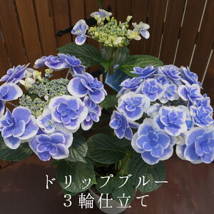 アジサイの人気商品 通販 価格比較 価格 Com