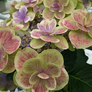 鉢植え 生花の人気商品 通販 価格比較 価格 Com 鉢植え 生花の人気商品 通販 価格比較 価格 Com