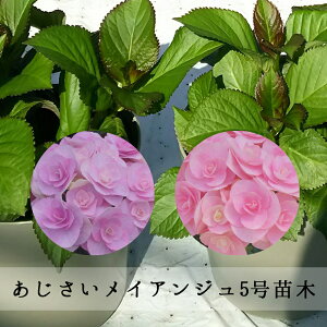 アジサイ 鉢植え 5号 生花の人気商品 通販 価格比較 価格 Com