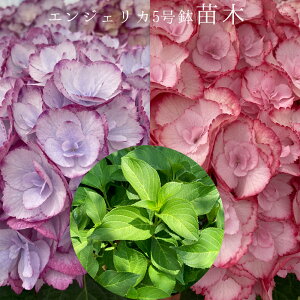 @GWFJ@󏭂c@2NځyGWFJc؁z@5@@AWTC@zԁ@ԔA@ԁ@@Ɖ|@^OtKi