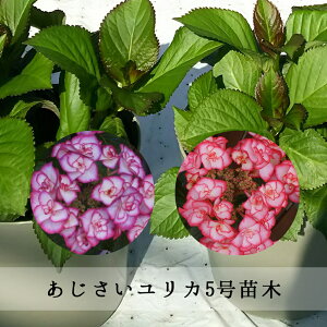 生花 ユリ 鉢植えの人気商品 通販 価格比較 価格 Com 生花 ユリ 鉢植えの人気商品 通販 価格比較 価格 Com