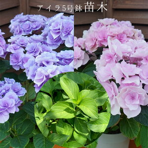 @AC@󏭂c@2NځyACc؁z@5@@AWTC@zԁ@ԔA@ԁ@@Ɖ|@^OtKi