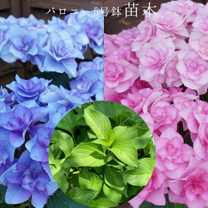 @oj[@󏭂c@2Nځyoj[c؁z@5@@AWTC@zԁ@ԔA@ԁ@@Ɖ|@^OtKi