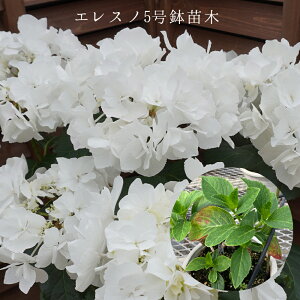 あじさい エレスノ 希少あじさい苗 2年生 【エレスノ苗木】 5号鉢 あじさい アジサイ 紫陽花 花鉢植え 花 送料無料 さかもと園芸 品種タグ付き正規品
