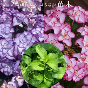 @t[X@󏭂c@2Nځyt[Xc؁z@5@@AWTC@zԁ@ԔA@ԁ@@Ɖ|@^OtKi