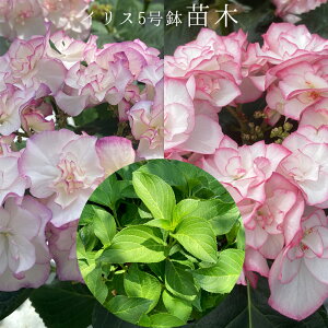 @CX@󏭂c@2NځyCXc؁z@5@@AWTC@zԁ@ԔA@ԁ@@Ɖ|@^OtKi