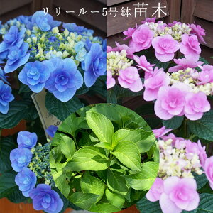 @[[@󏭂c@2Nځy[[c؁z@5@@AWTC@zԁ@ԔA@ԁ@@Ɖ|@^OtKi