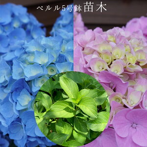 @y@󏭂c@2Nځyyc؁z@5@@AWTC@zԁ@ԔA@ԁ@@Ɖ|@^OtKi