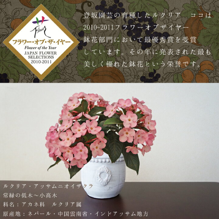 楽天市場 年内12 24まで発送 甘い香りに癒される ルクリア ココ ギフト 花 フラワー ココ 鉢花 鉢植え 花鉢 ルクリア アッサムニオイザクラ におい桜 匂い桜 シクラメン ラナンキュラス ベゴニア 誕生日 クリスマス お歳暮 群馬 中之条 登坂園芸 群馬の鉢花ギフト
