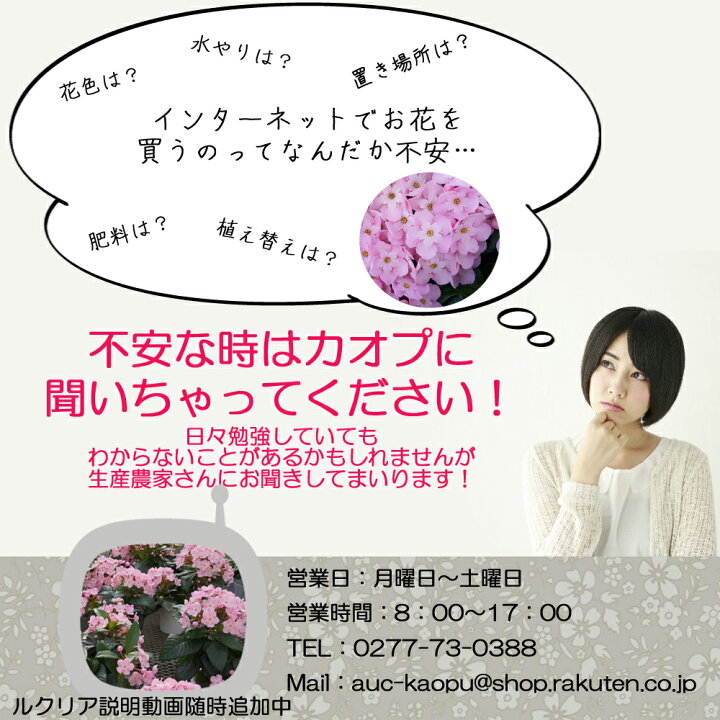 楽天市場 年内12 24まで発送 甘い香りに癒される ルクリア ココにおい桜 花 鉢花 鉢植え ギフト フラワー アッサムニオイザクラ シクラメン ラナンキュラス 誕生日 クリスマス 鉢花 群馬 中之条 登坂園芸 プレゼント 群馬の鉢花ギフト カオプストア