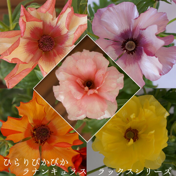 楽天市場 ラナンキュラス 予約受付中 鉢植えギフト 希少ラックスシリーズ送料無料 鉢植え ギフトホワイトデー 誕生日季節の鉢花 花 球根 花鉢フラワーオブザイヤー受賞品種綾園芸作出 群馬 中之条 群馬の鉢花ギフト カオプストア