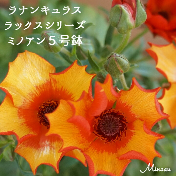 楽天市場 ミノアン ラナンキュラス 鉢植えギフト 希少ラックスシリーズ ミノアン送料無料 鉢植え ギフトホワイトデー 誕生日季節の鉢花 花 球根 花鉢フラワーオブザイヤー受賞品種綾園芸作出 群馬 中之条 群馬の鉢花ギフト カオプストア 楽天市場 ミノアン ラナンキュラス 鉢植えギフト 希少ラックスシリーズ ミノアン送料無料 鉢植え ギフトホワイトデー 誕生日季節の鉢花 花 球根 花鉢フラワーオブザイヤー受賞品種綾園芸作出 群馬 中之条 群馬の鉢花ギフト カオプストア