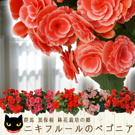 楽天市場 鉢植え 花の通販