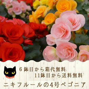 送料無料 鉢 ベゴニア 生花の通販 価格比較 価格 Com
