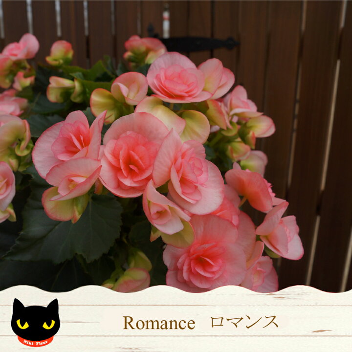 楽天市場 平日朝8時まで注文で即日発送 華やかベゴニア 花 群馬黒保根のニキフルール 送料無料 鉢植え ギフト お歳暮 お年賀 贈答品 クリスマスプレゼント ベコニア バレンタイン ホワイトデー 鉢花 母の日 父の日 敬老の日 ハロウィン 群馬の鉢花ギフト カオプストア 楽天市場 平日朝8時まで注文で即日発送 華やかベゴニア 花 群馬黒保根のニキフルール 送料無料 鉢植え ギフト お歳暮 お年賀 贈答品 クリスマスプレゼント ベコニア バレンタイン ホワイトデー 鉢花 母の日 父の日 敬老の日 ハロウィン 群馬の鉢花ギフト カオプストア